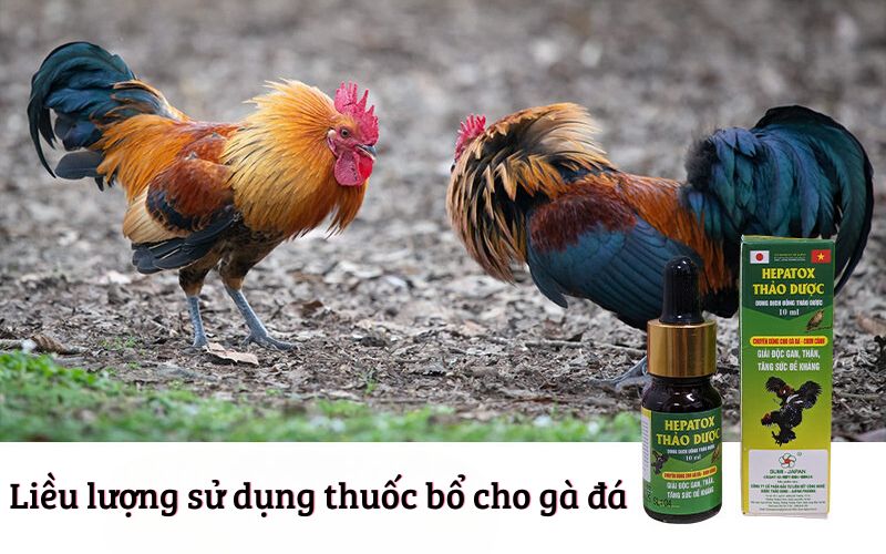 Liều lượng sử dụng thuốc bổ cho gà đá