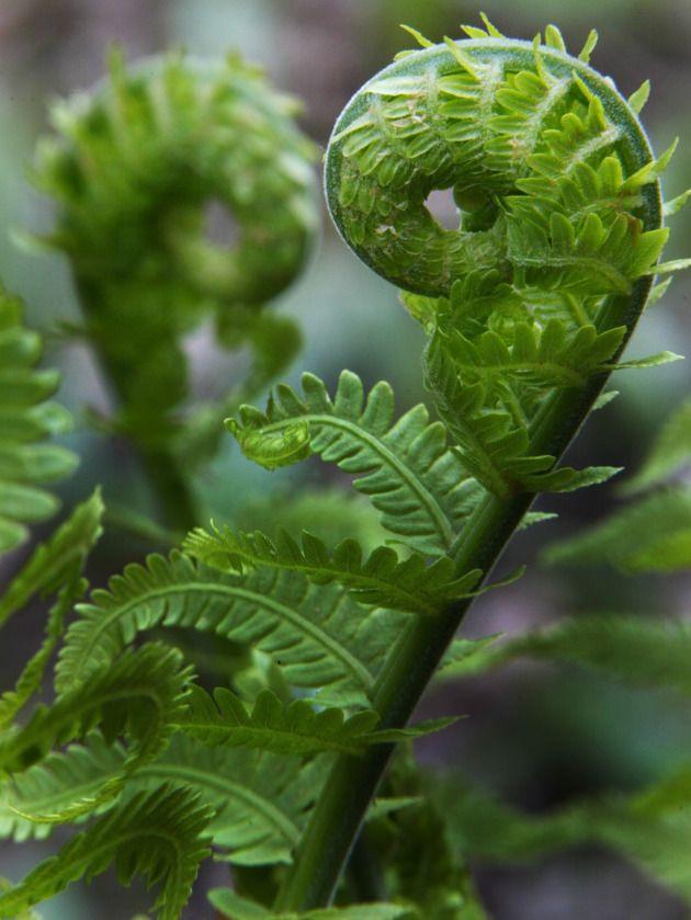 Ferns Fiddlehead 