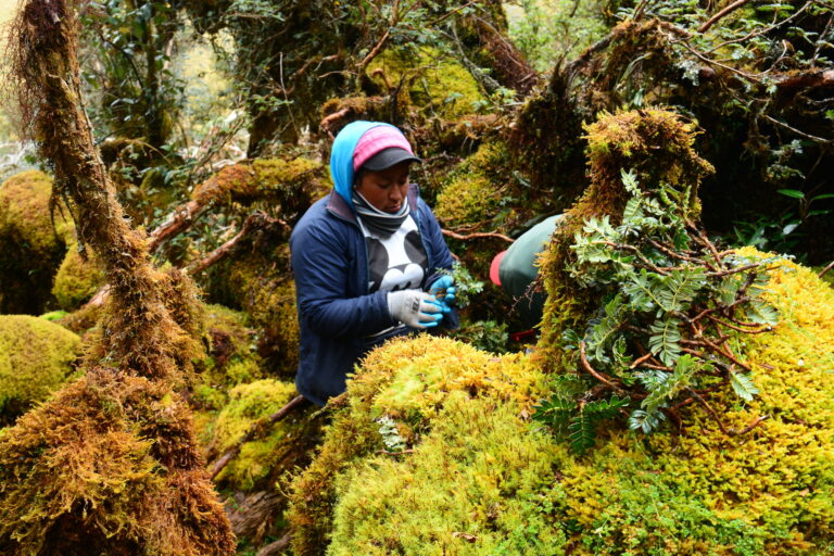 Chagras en la reforestación en Ecuador. foto: Eduardo Obando.