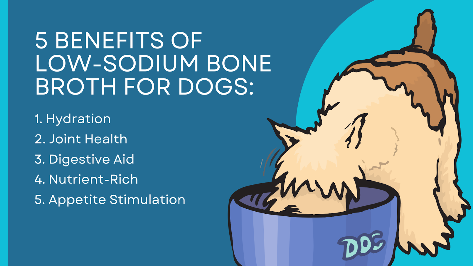 5 benefits of low-sodium bone broth for dogs