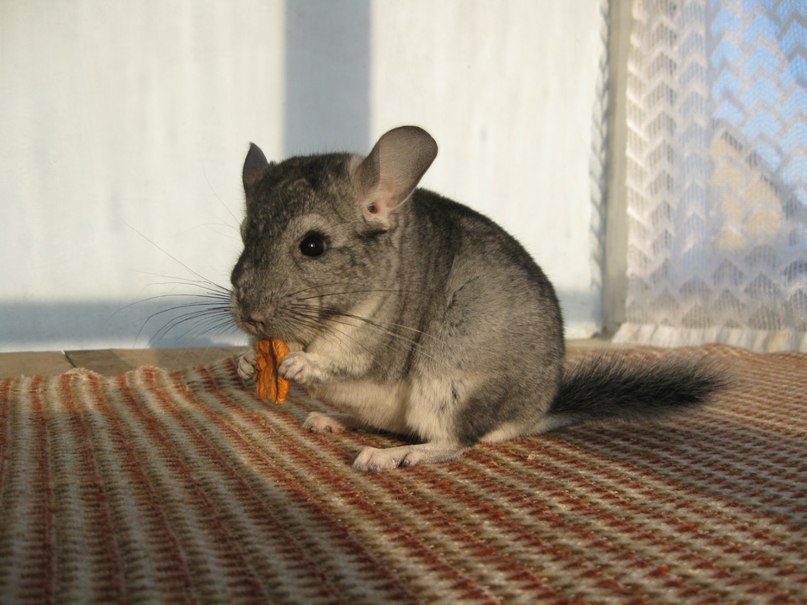 Brown Chinchilla