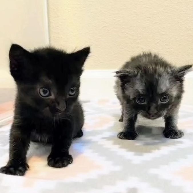 adorable kittens