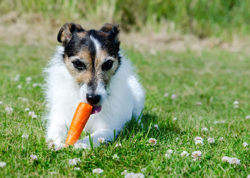 Dog eating a carrot for a healthy diet