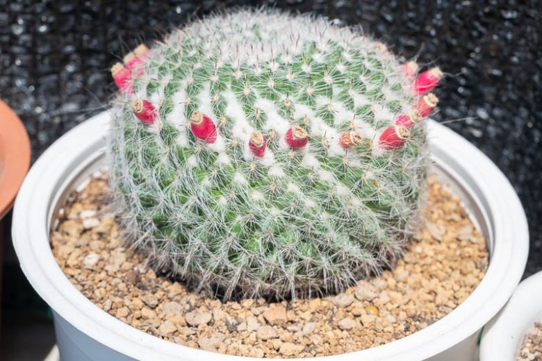 Old Lady Cactus (Mammillaria hahniana)