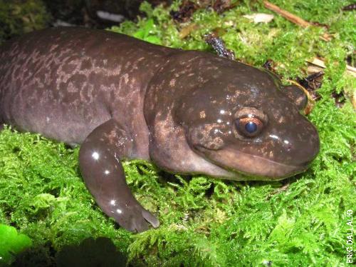 Photo of an Idaho Giant Salamander