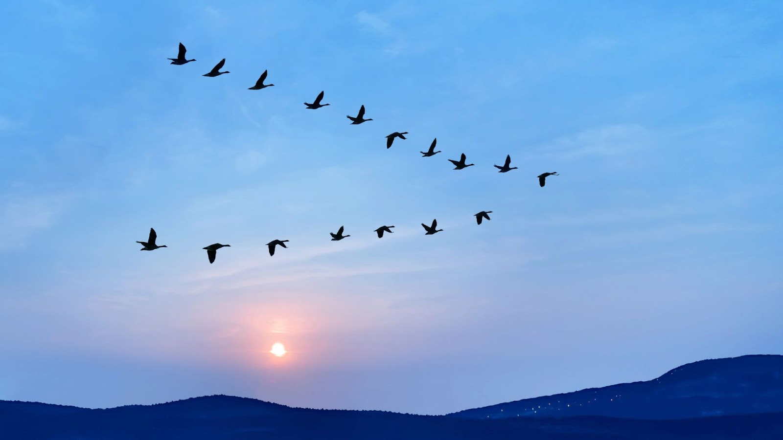 What Does It Mean When a Flock of Black Birds Fly in A V Shaped Pattern?