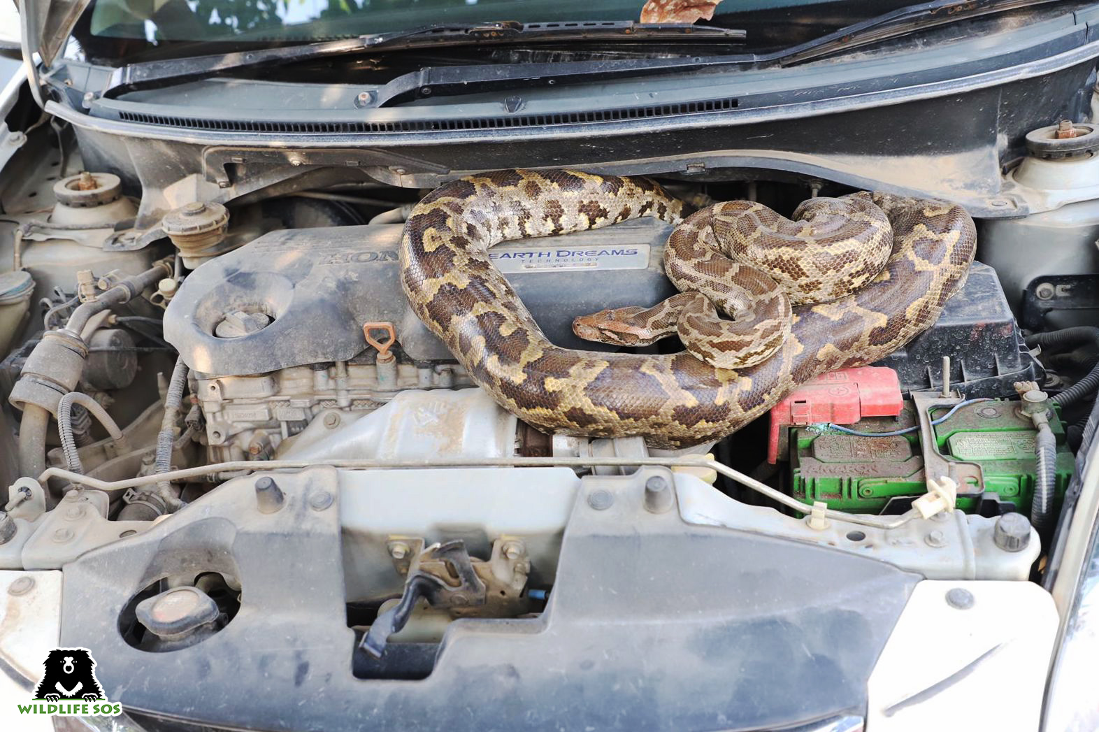 Python found inside the car