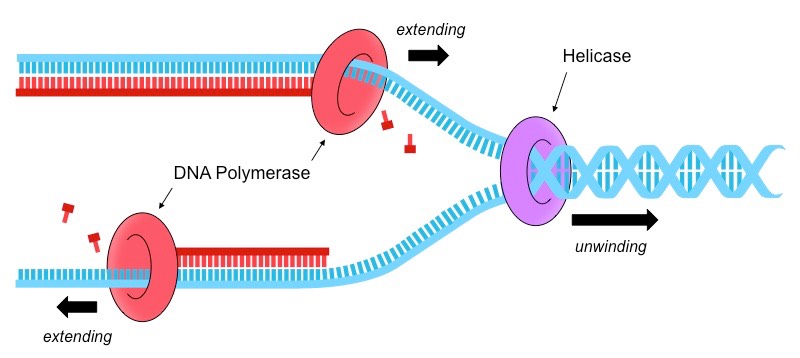 DNA replication