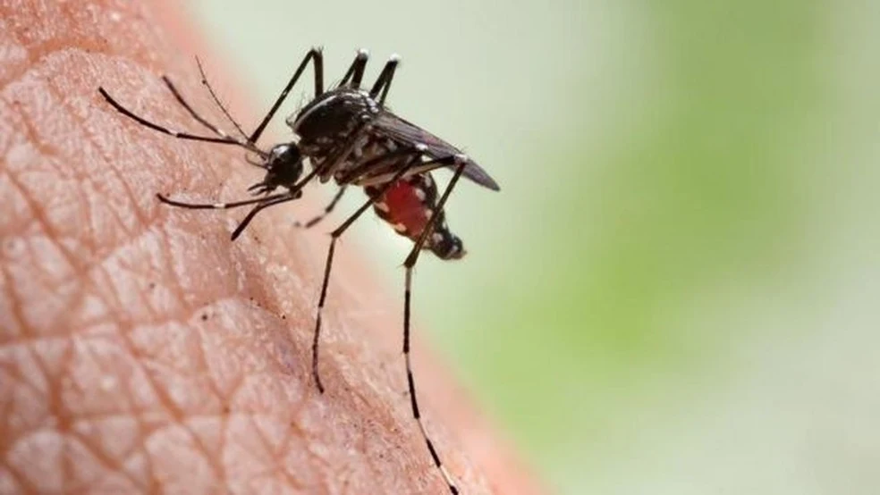 A Bahia está com 13 municípios em epidemia de dengue. — Foto: GETTY IMAGES