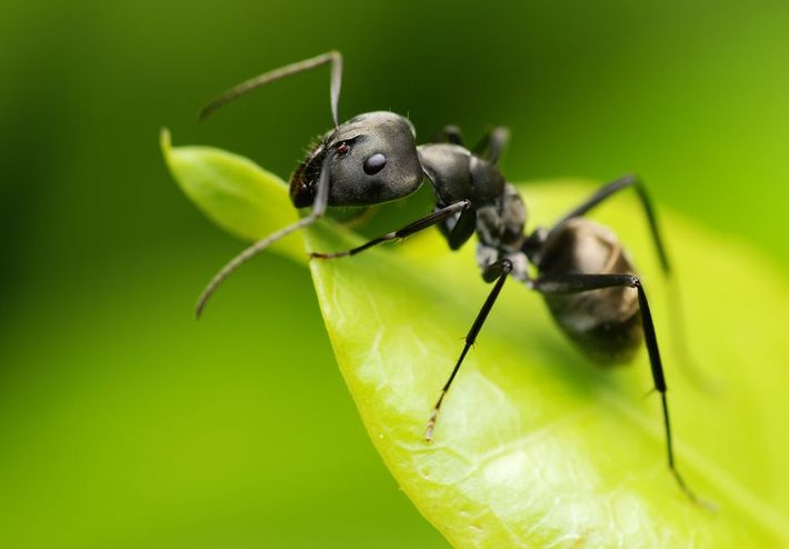 Sortes de fourmis | Fourmi noire - Anticimex