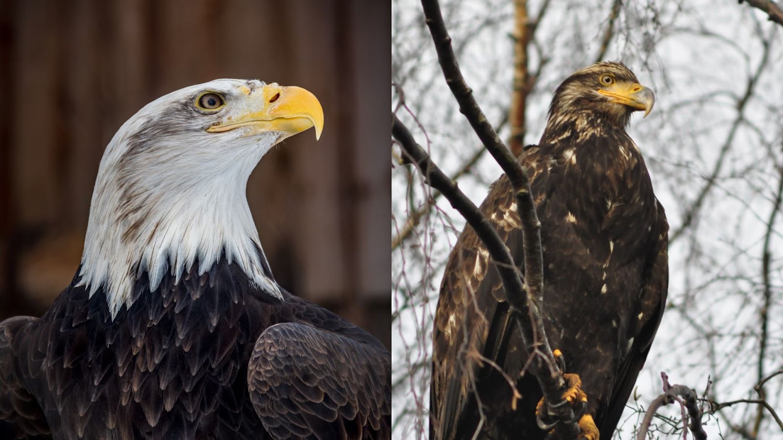 Bald eagle & golden eagle