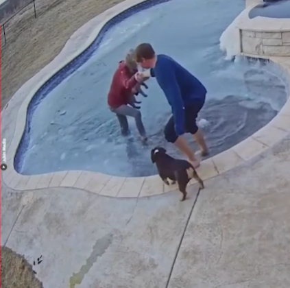 Brave Dog Mom Plunges into Icy Pool to Save Drowning Pup
