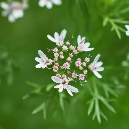 Harvesting and Enjoying Your Coriander Flowers