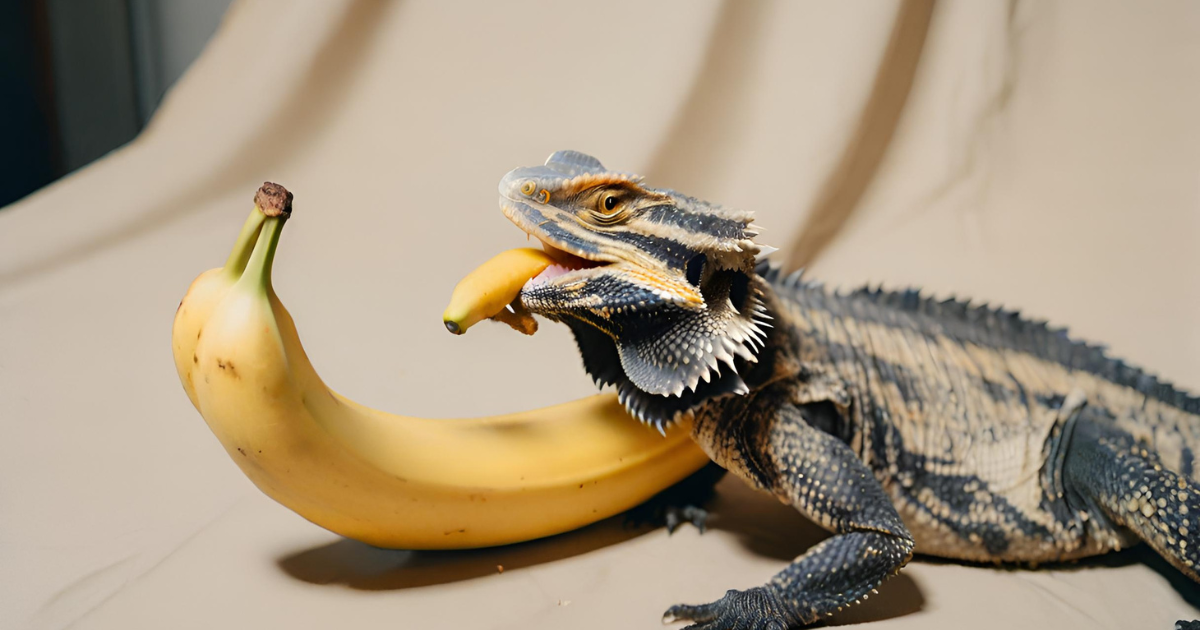 Bearded dragons and bananas