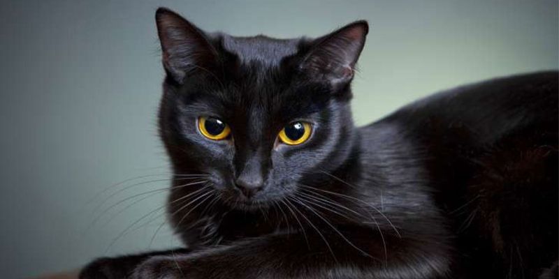 Chiêm bao thấy con mèo nhà màu đen