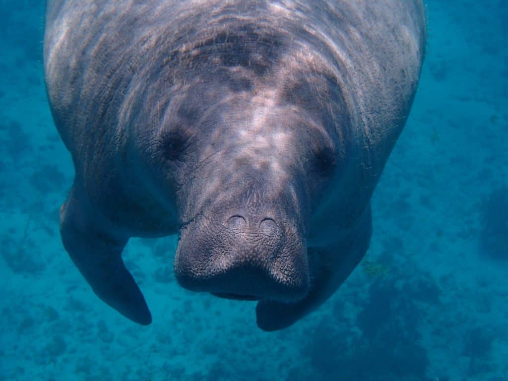Belize travel guide snorkel with Manatees in the Hol Chan Marine Reserve