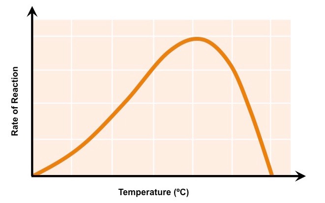 enzyme temperature