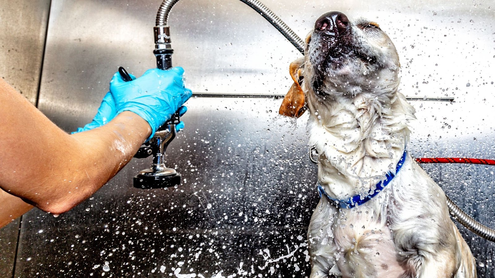 Large Labrador dog getting bathed in dog parlor how long will it take