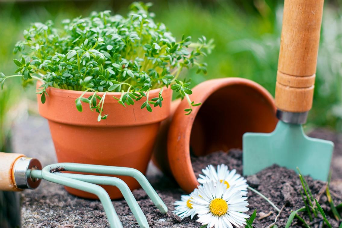 Afbeelding met plant, bloempot, kamerplant, bloem

Automatisch gegenereerde beschrijving