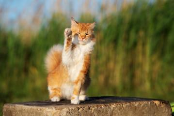 A cat with its paw up

Description automatically generated