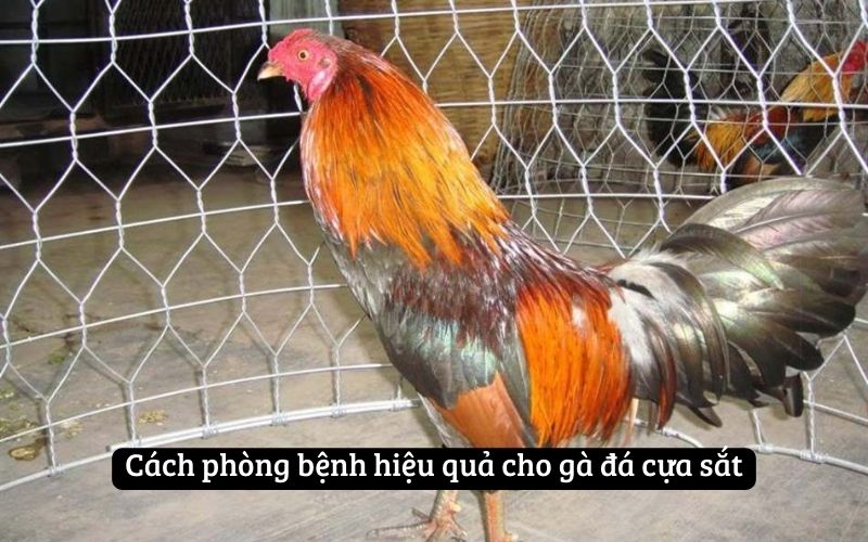 Cách phòng bệnh hiệu quả cho gà đá cựa sắt