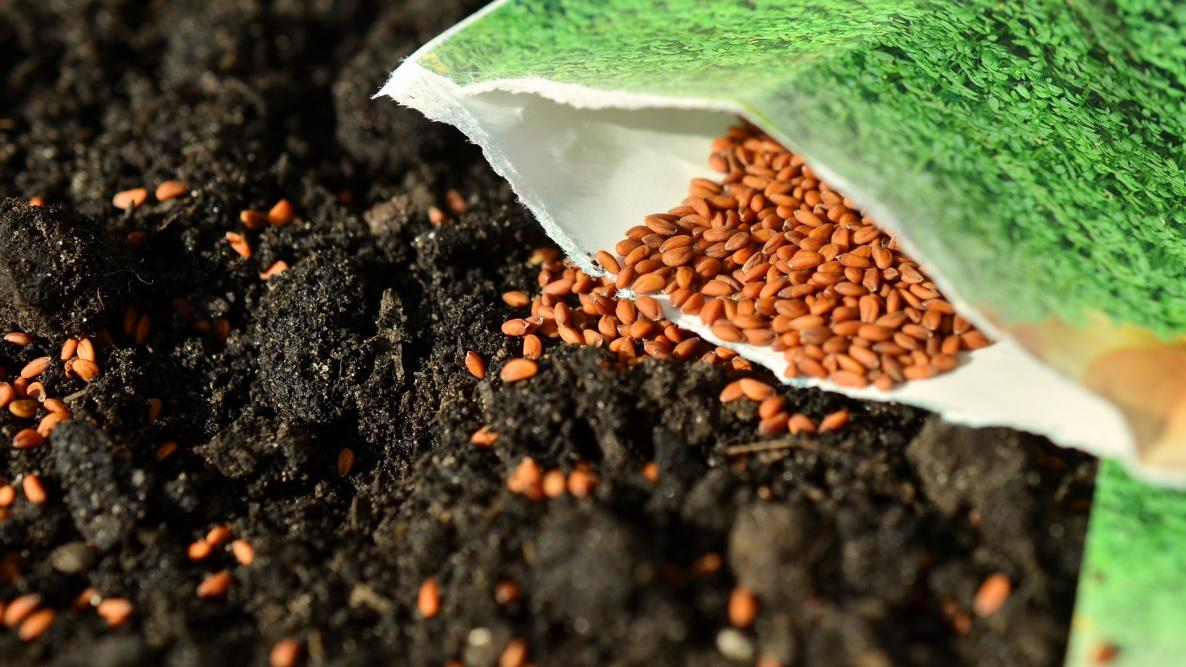 Factors in Selecting the Right Seeds