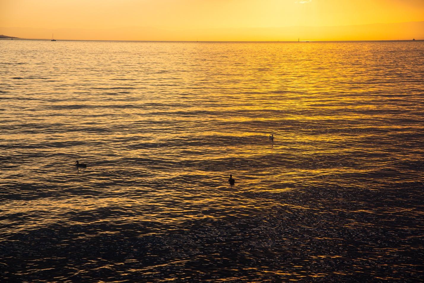 A body of water with ducks in it

Description automatically generated