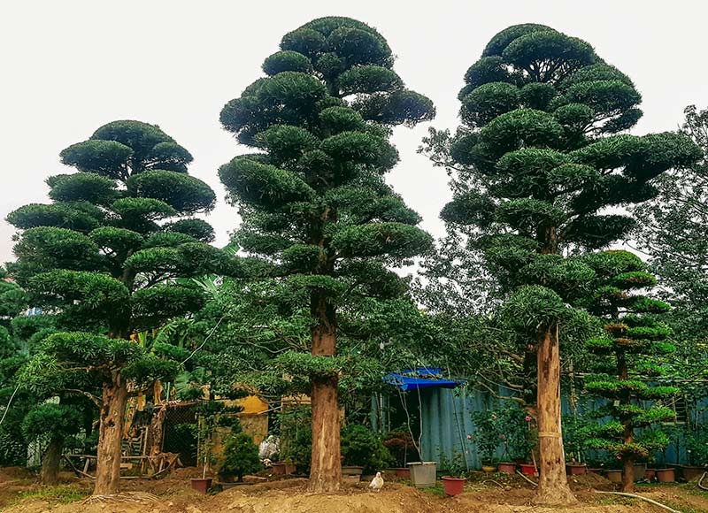 Tùng la hán được nhiều khách hàng lựa chọn làm cây bonsai - Vườn ươm cây giống Đà Nẵng