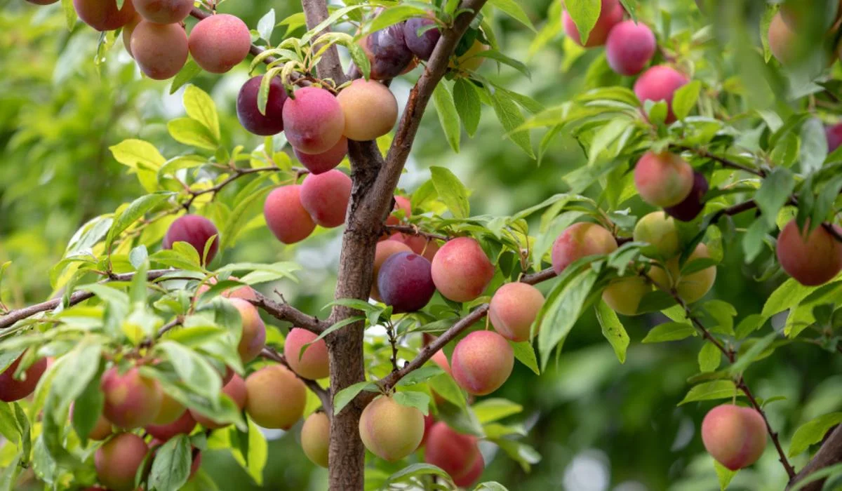 How much fruit does a plum tree produce