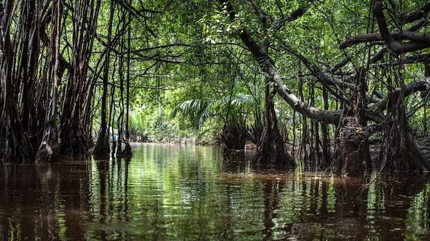 Unlocking the Mysteries of the Bayou: Why Swamp Tours Are a Hit Across Generations!