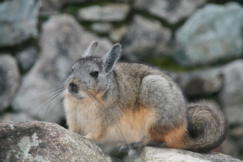 Chinchilla Odor