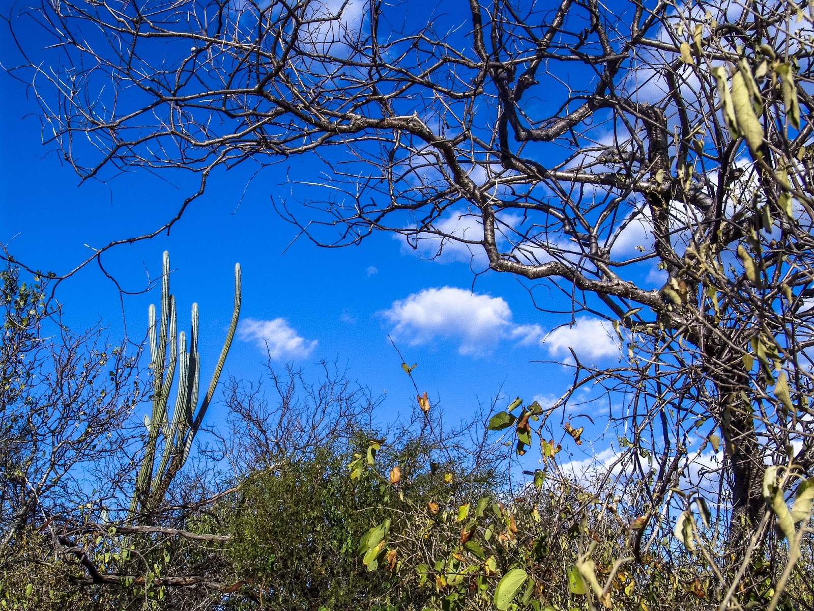 Trecho de caatinga, bioma predominante em Petrolina, PE. A vegetação inclui arbustos, cactos e árvores de galhos finos e retorcidos. O céu está azul, quase sem nuvens