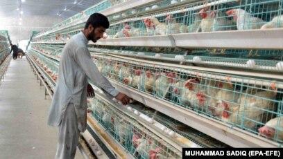 هرات در تولید گوشت مرغ خودکفا شده‌است