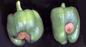 A green bell pepper with a bite taken out of it

Description automatically generated