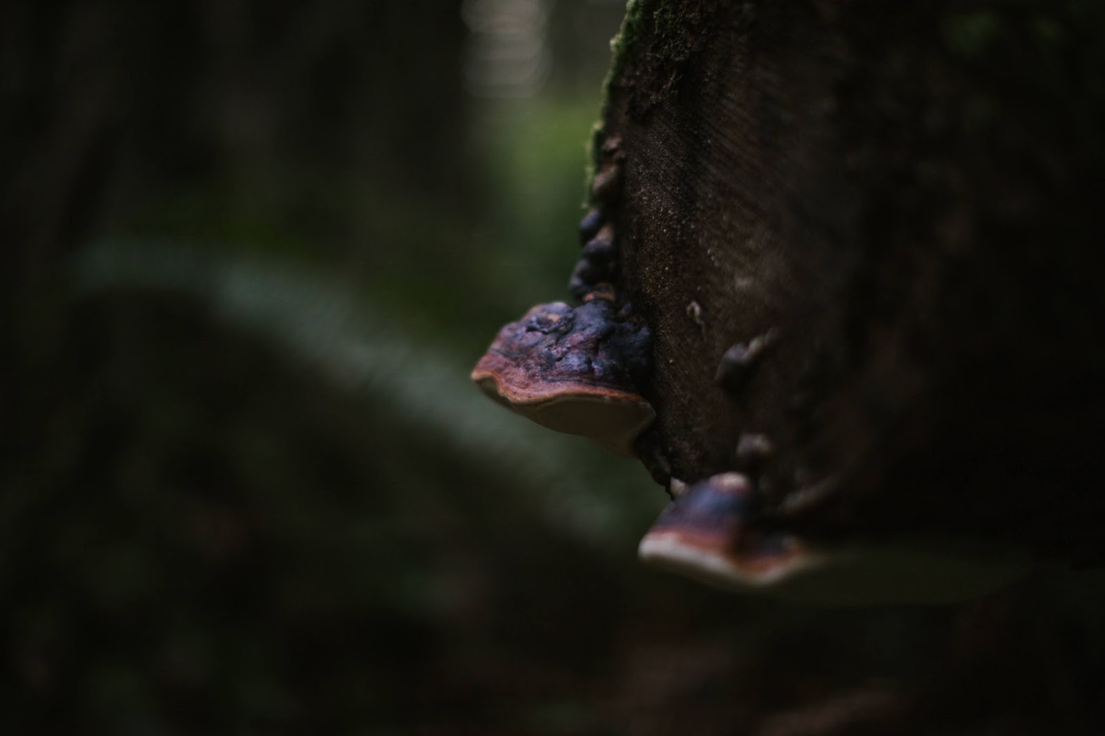 bracket mushrooms growing on the side of a tree stump