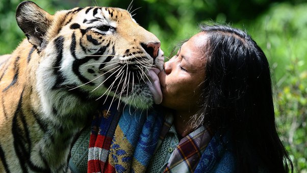 Tigers with human