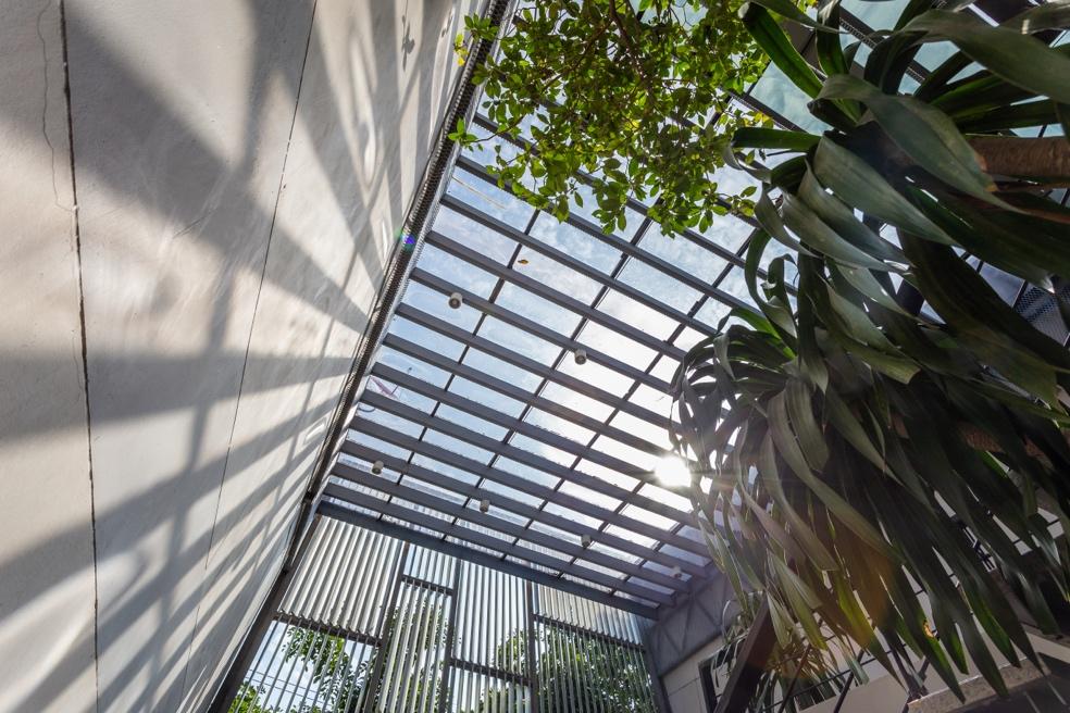 A glass roof with a plantDescription automatically generated with medium confidence