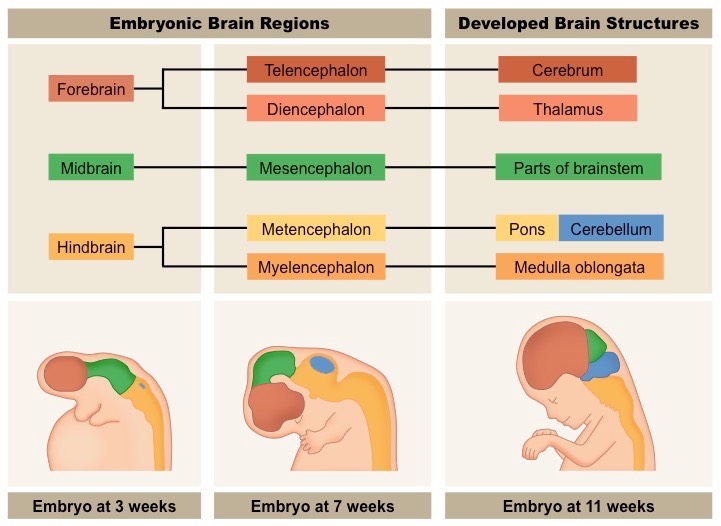 brain formation