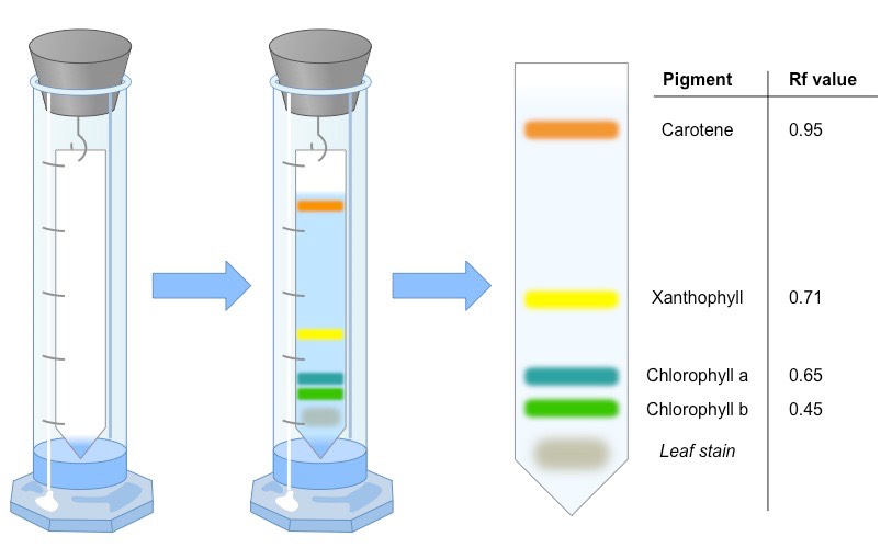 chromatography