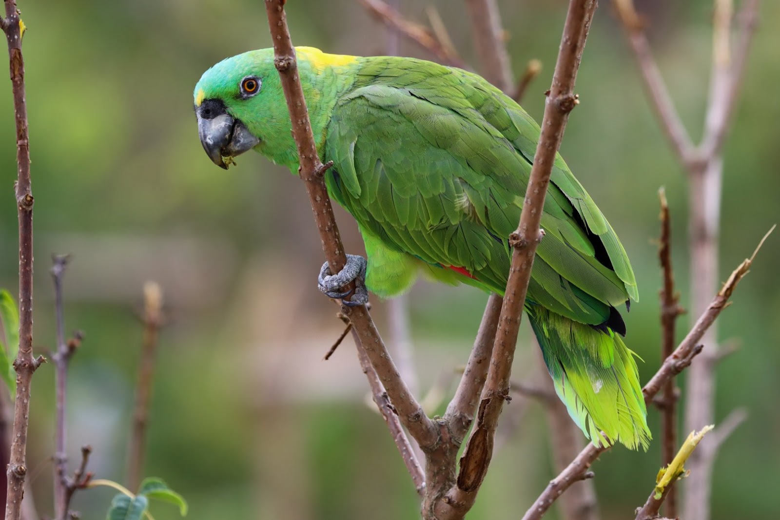 Names For Parrots Male