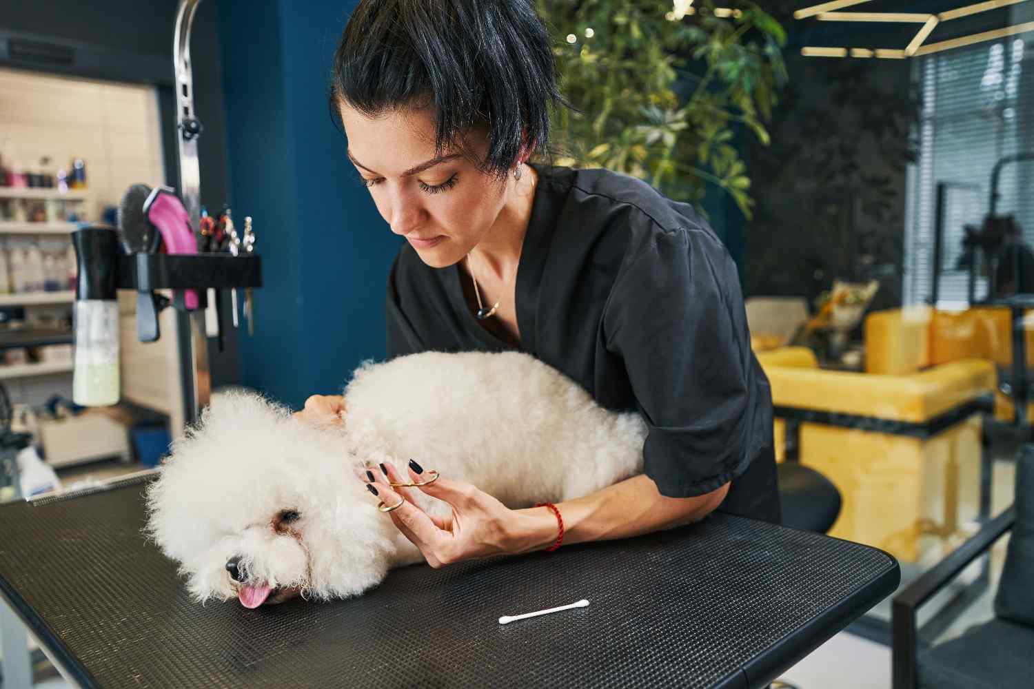 Expert pet grooming