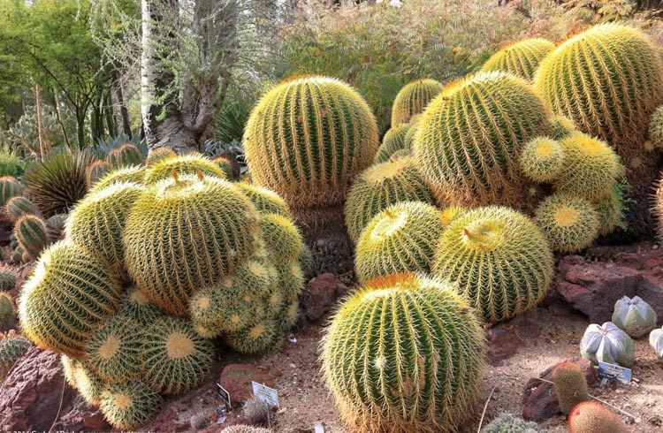 Golden Barrel Cactus (Echinocactus grusonii)