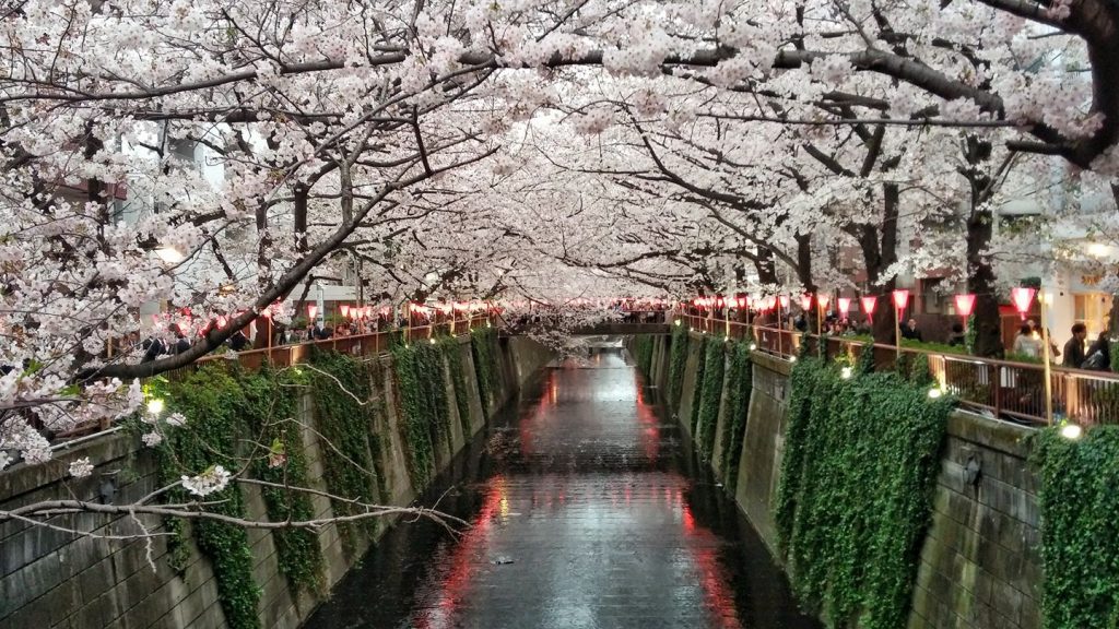 Meguro River  in Tokyo