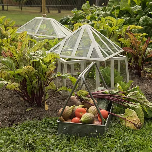 How do gardeners use cloches