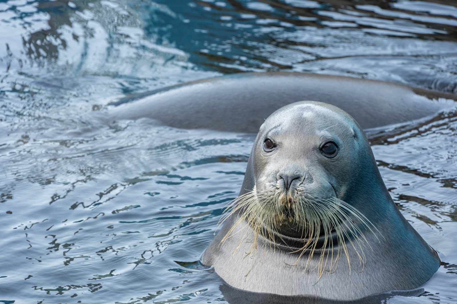 北海道の老舗水族館！おたる水族館