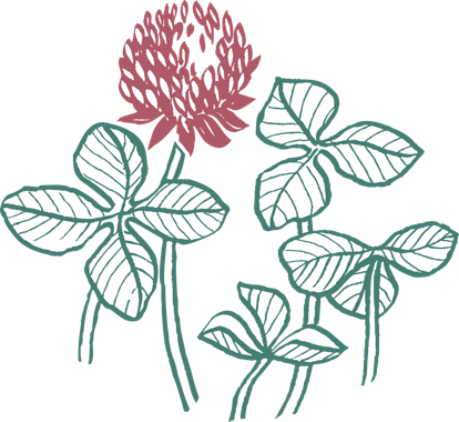 A drawing of a flower and leaves

Description automatically generated