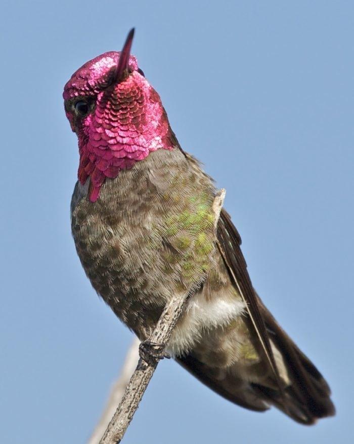 A bird with a pink headDescription automatically generated
