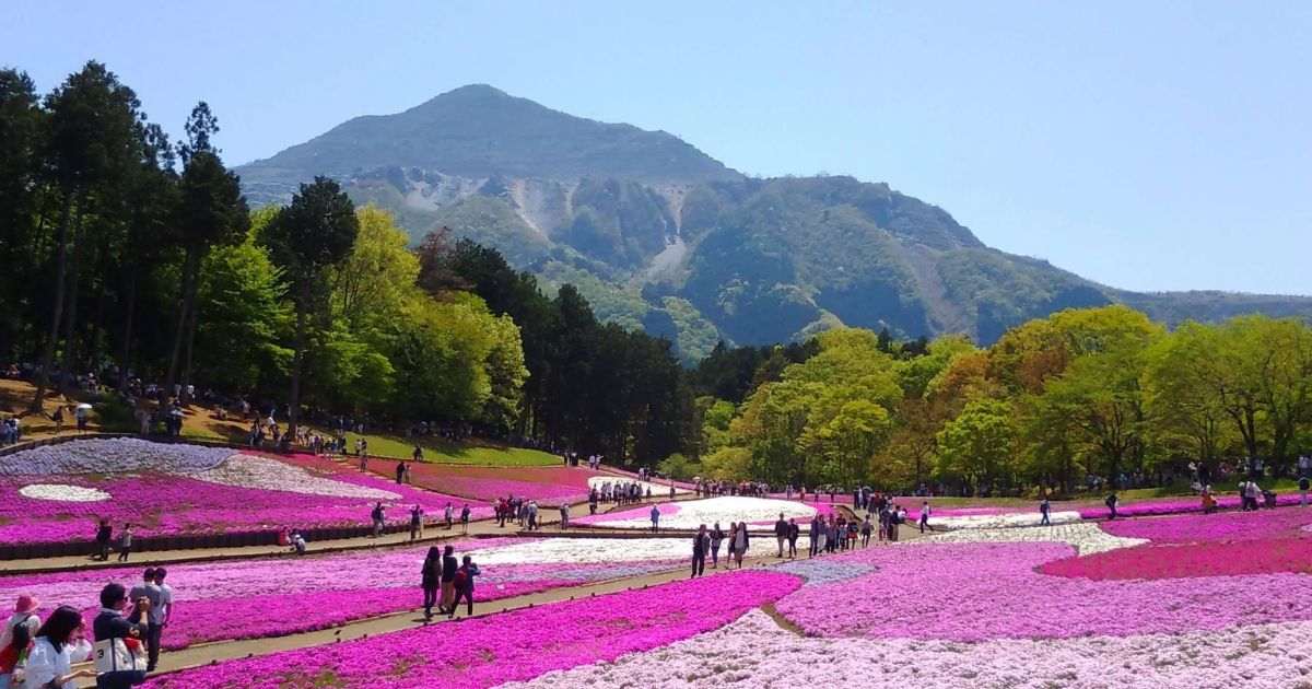 Admire the Shibazakura + Best Things To Do When Visiting Hitsujiyama Park
