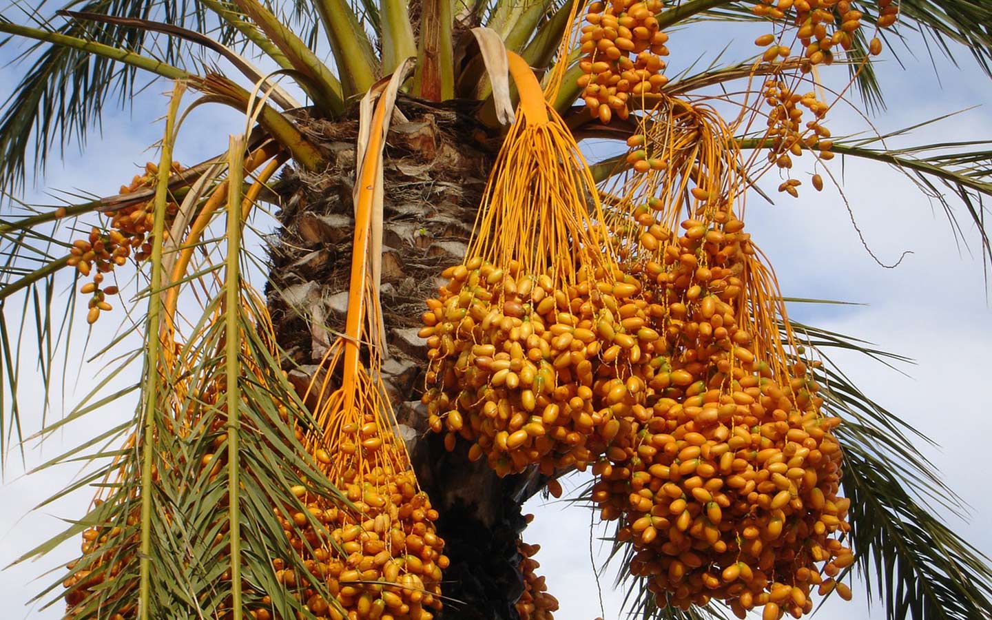 Date, national fruit of UAE

