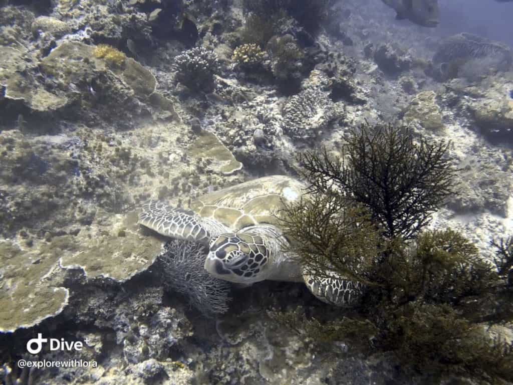 sea turtles diving at Sipadan